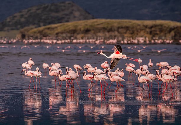 1 Day Lake Natron From Arusha Best Tour Trip Ever 2026-2027