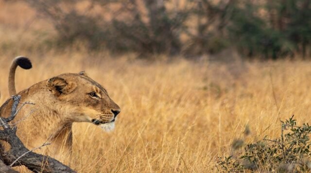 Nyerere Fly-In Safari From Zanzibar: Prices, Packages & Planning For 2026-2027