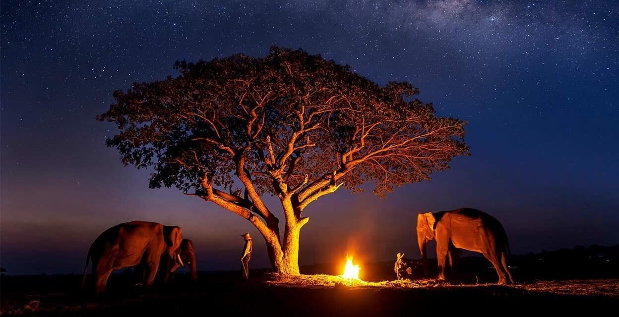 Best Tanzania Travel Agency For Custom Safari Trips Guide