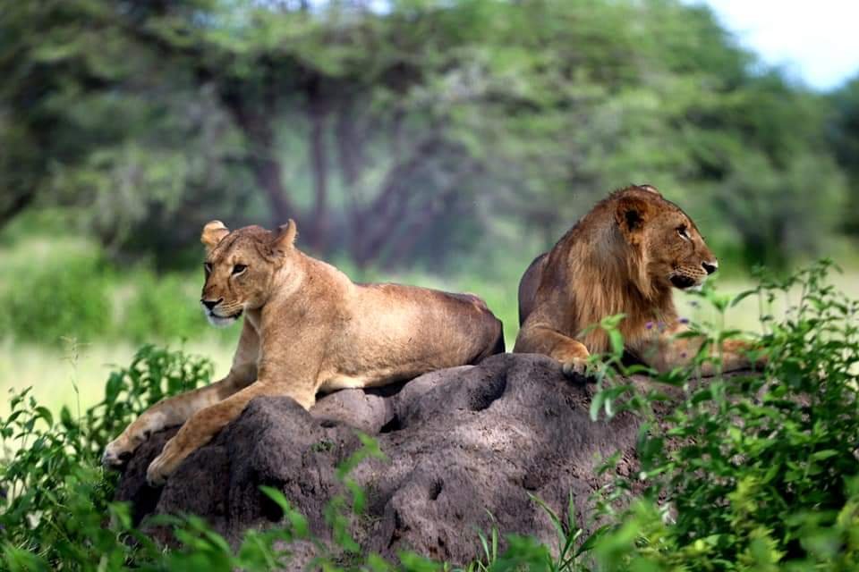 Is Tanzania Worth Visiting? Honest Travel Guide: Complete