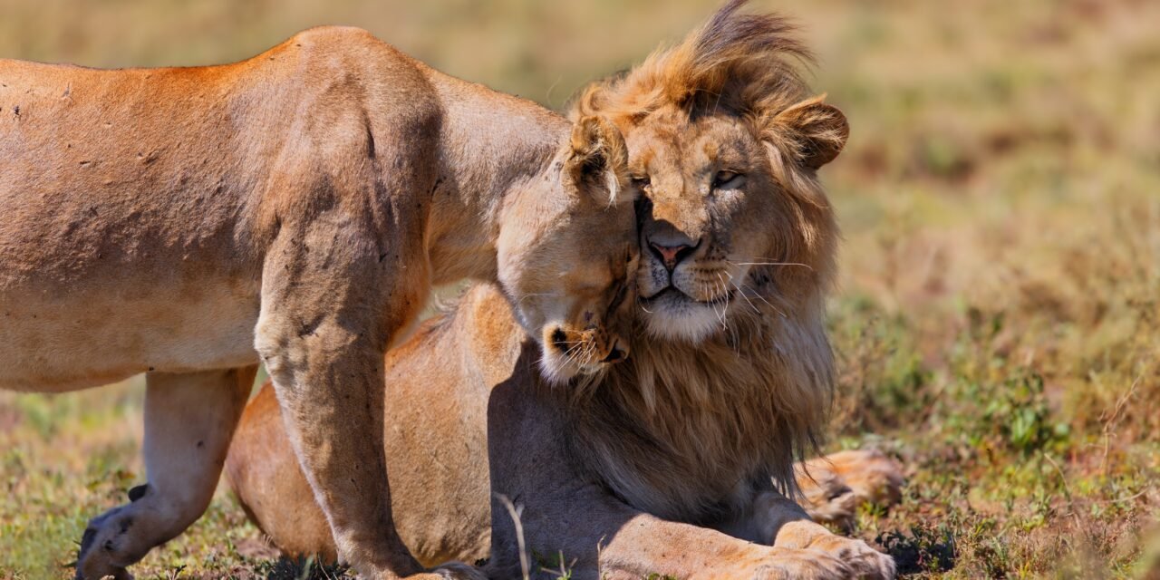 Tanzania Vacation Packages: Safari, Beach, And Culture Guide: Best