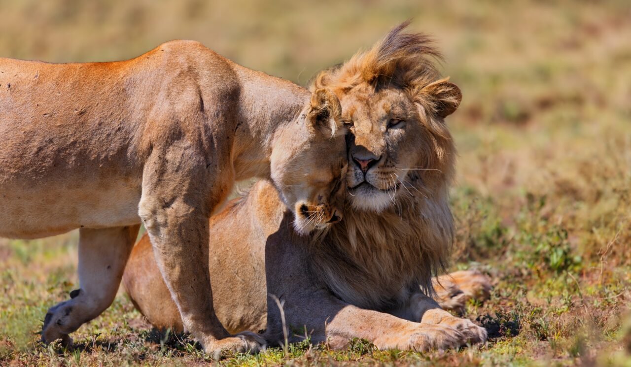 Tanzania Vacation Packages: Safari, Beach, And Culture Guide: Best