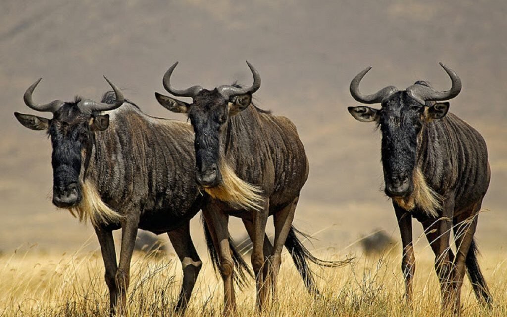 Ngorongoro Crater Packing List: Essential Guide