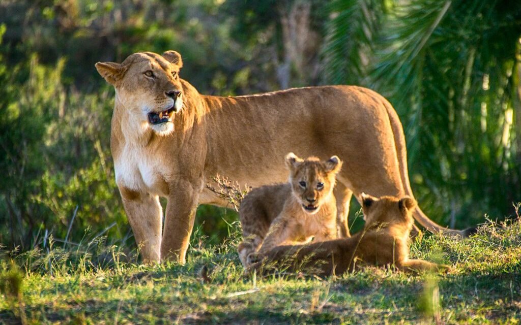 Tanzania Northern Circuit Safari Itinerary: Best Guide 2026-2027