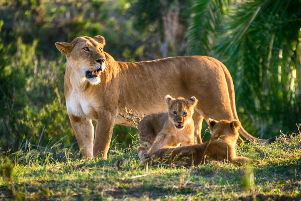 Tanzania Vacation Packages: Safari, Beach, And Culture Guide: Best