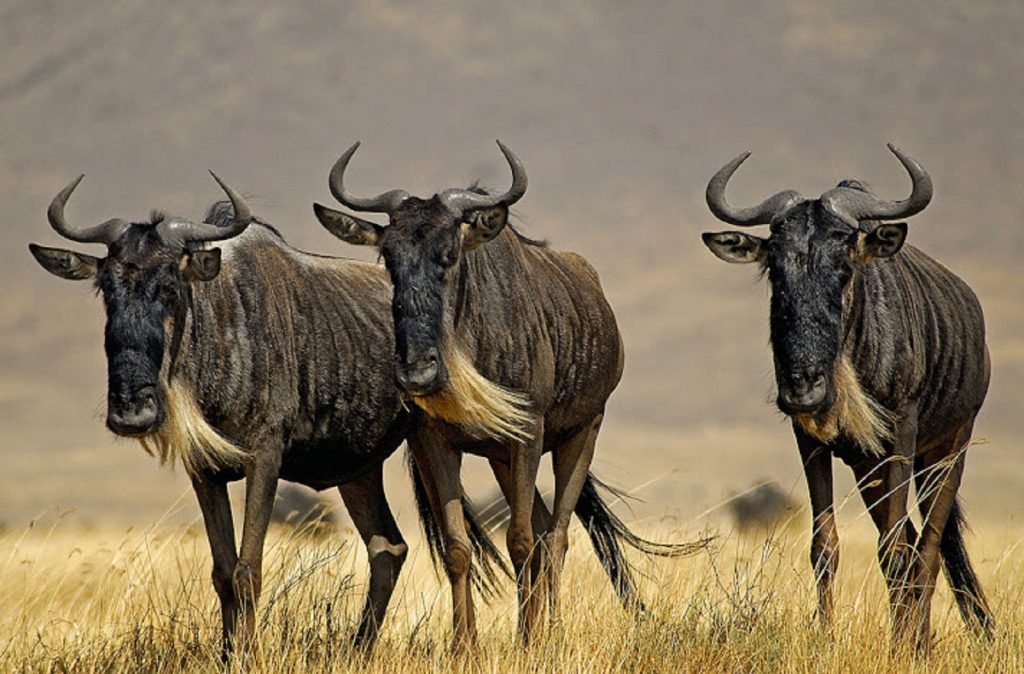 Tanzania Safari Packing List: What To Wear And Bring: Best Guide