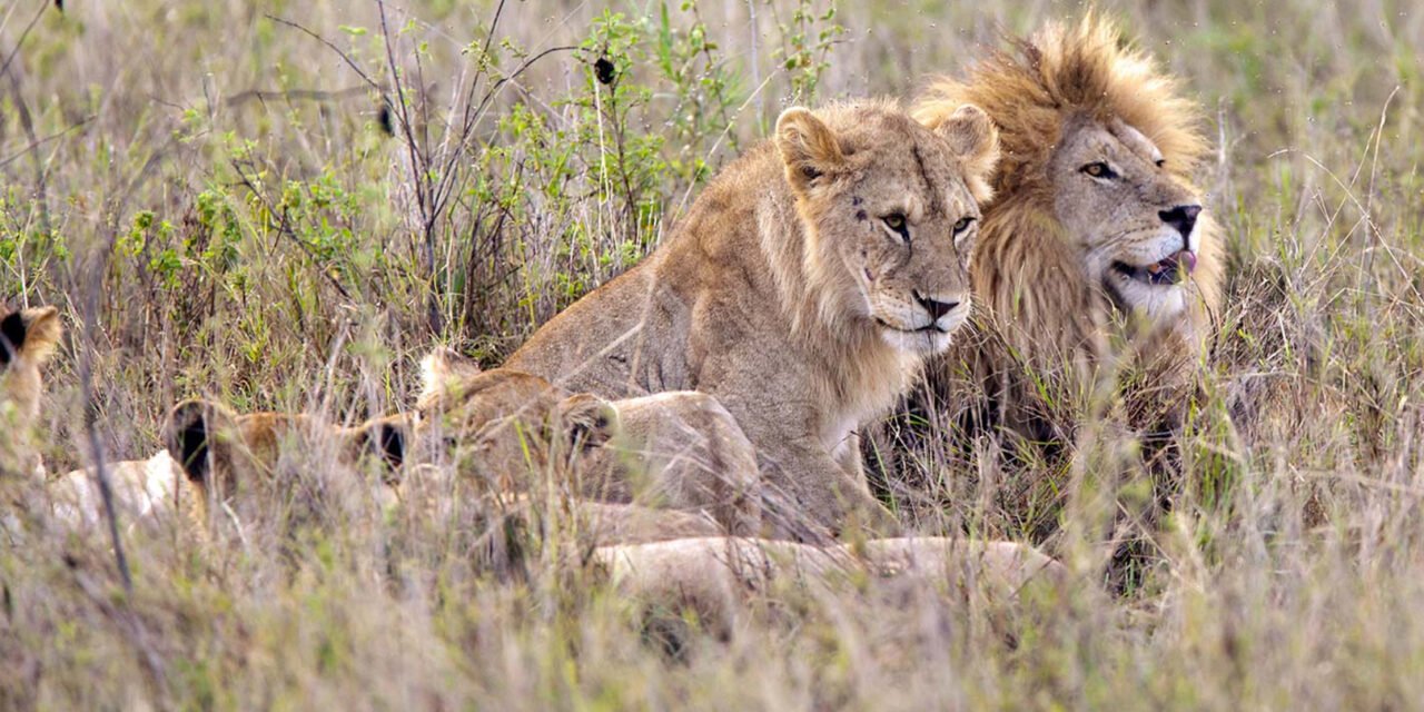 Shared 2 Days Fly-In Nyerere Safari From Zanzibar 2026-2027