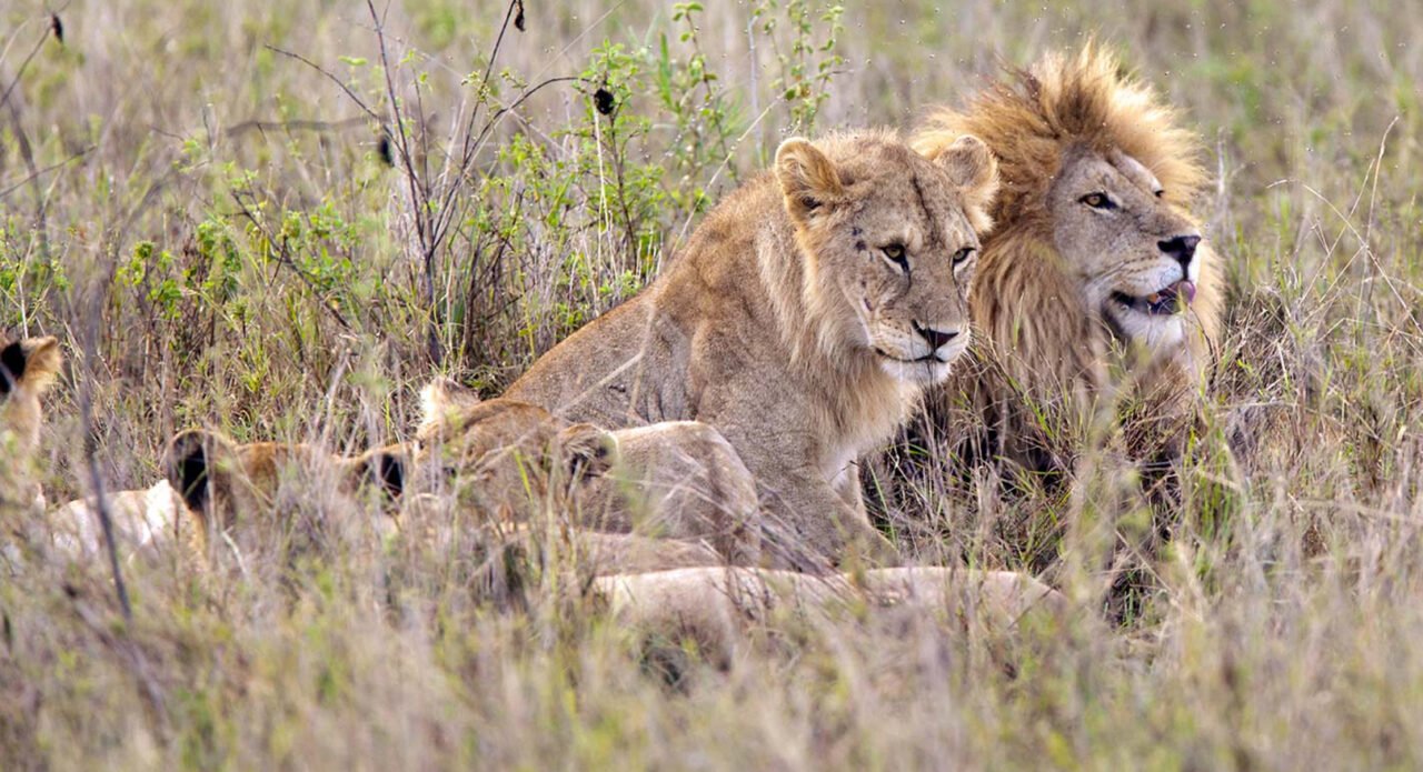 Best Group 2 Days Nyerere Safari From Dar Es Salaam 2026-2027