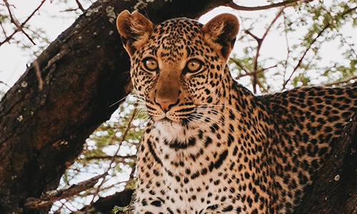 Best Tanzania Safari Packages For First-Time Visitors Guide
