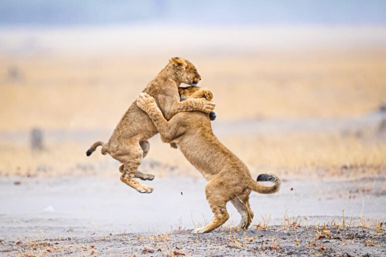 1 Day Mikumi Safari from Zanzibar with Return Flight 2026-2027