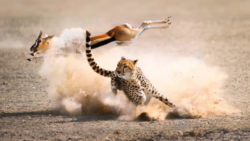 Ngorongoro Crater Vs Serengeti: Which Is Better?: Best Safari Guide