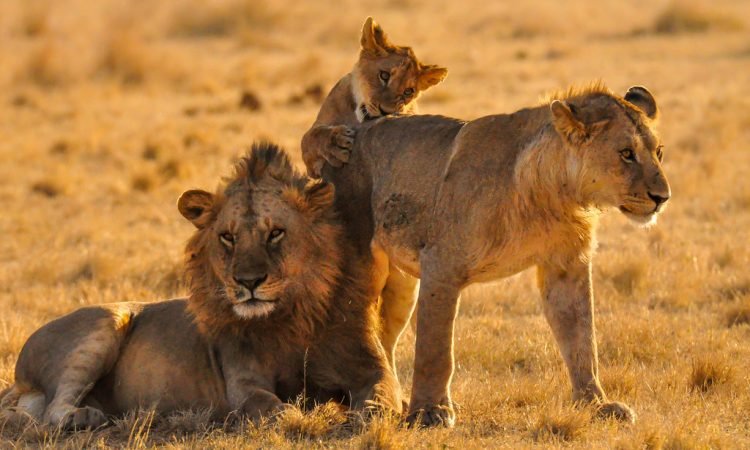Best Group 2 Days Nyerere Safari From Dar Es Salaam 2026-2027