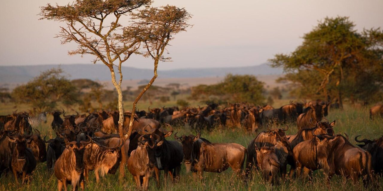 Best Time To Visit Serengeti National Park: Essential Travel Guide