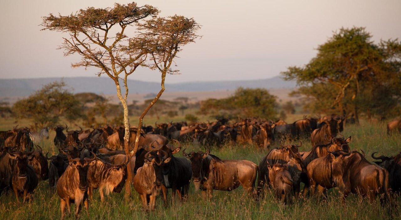 Tanzania Safari Packages For Couples: Complete Guide
