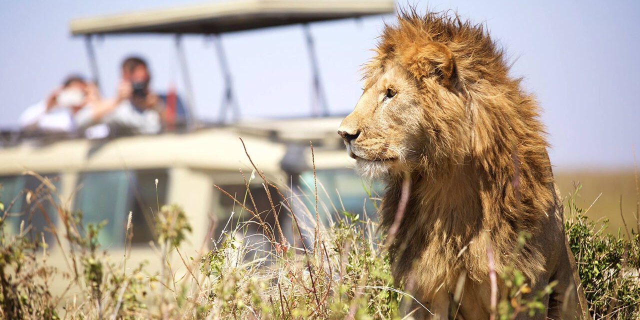 Affordable Safari From Zanzibar To Serengeti : Your Ultimate Guide 2026-2027