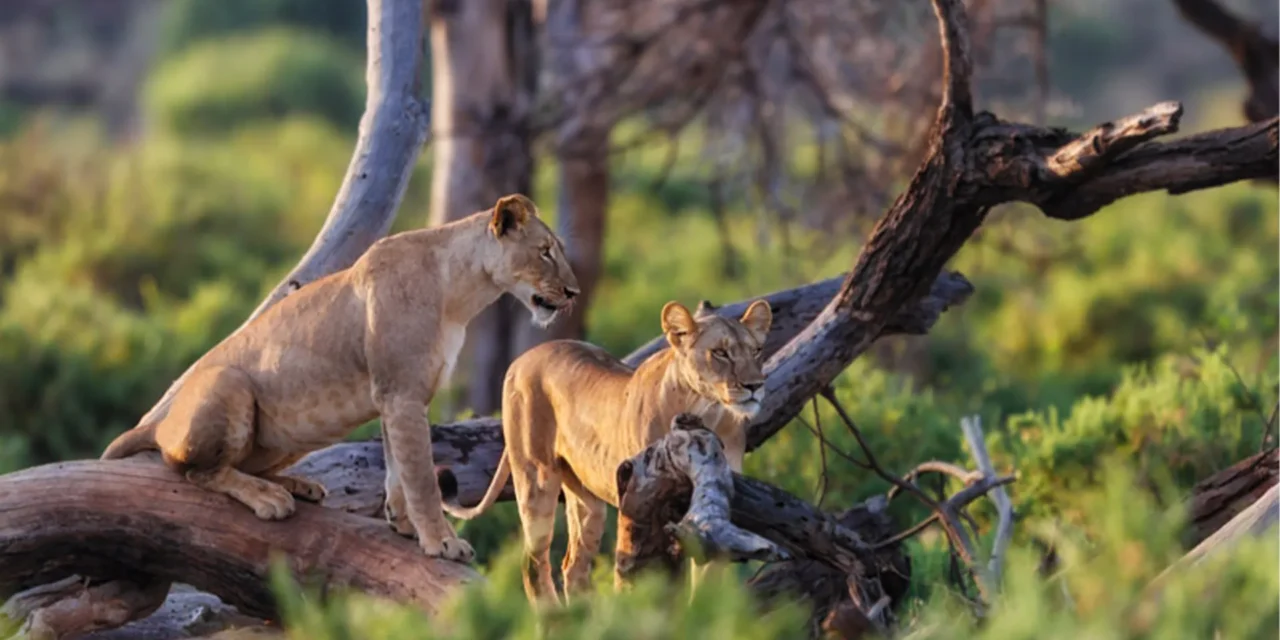 Midrange 2 Days Safari From Zanzibar 2026-2027