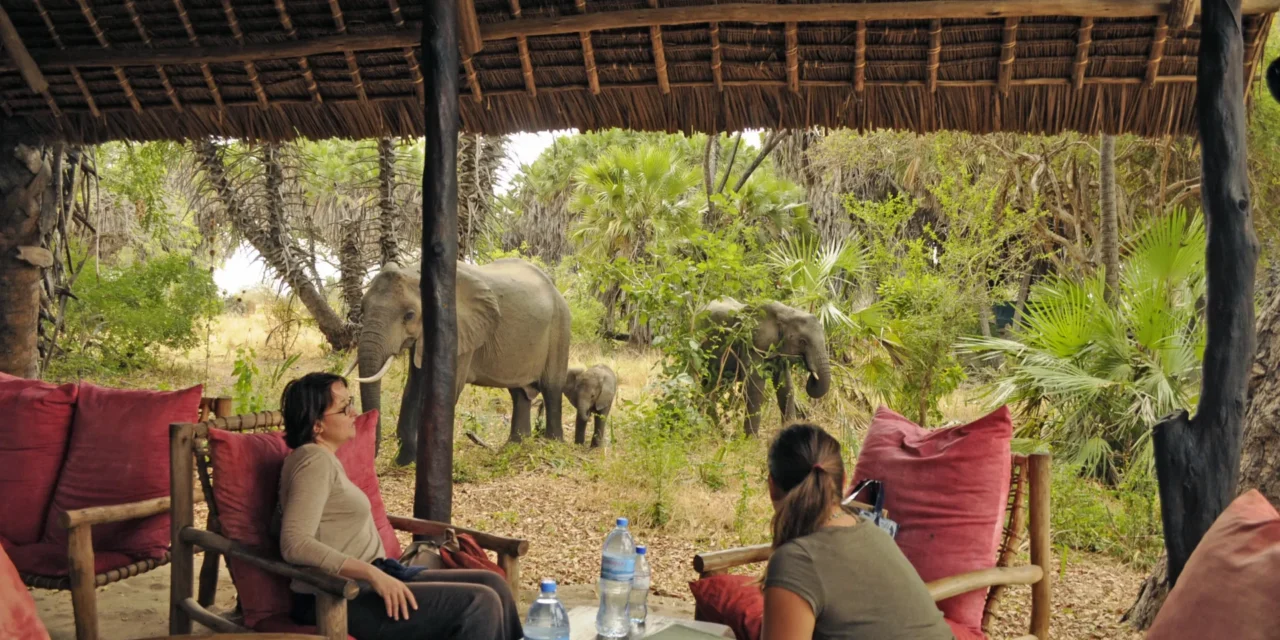 Tanzania Safari Packages From Arusha: Essential Travel Guide