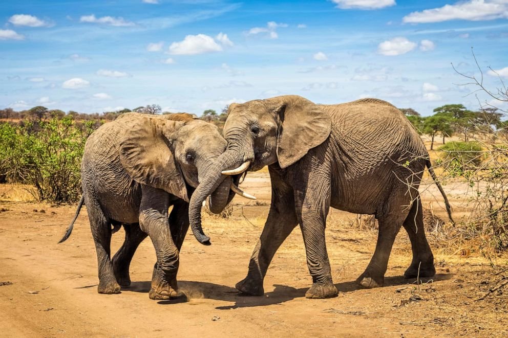 Best 5 Days Midrange Safari from Moshi After Trekking 2026-2027