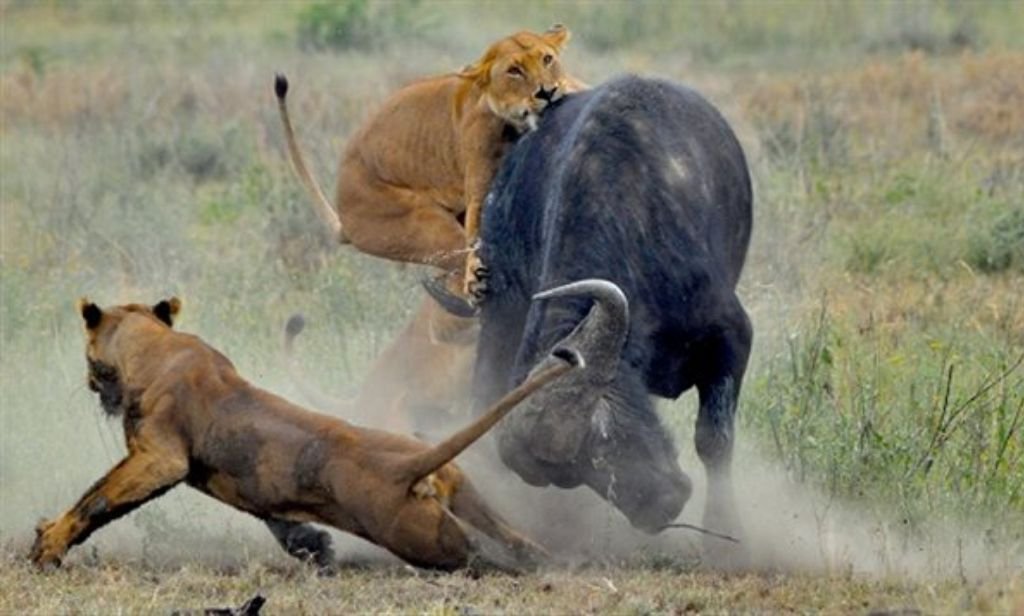 South Africa Family Safari: Your Essential Travel Guide