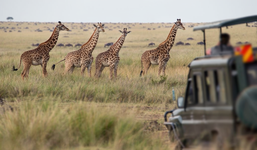 How to Avoid Tsetse Flies on Safari in Tanzania – Complete Guide 2026-2027