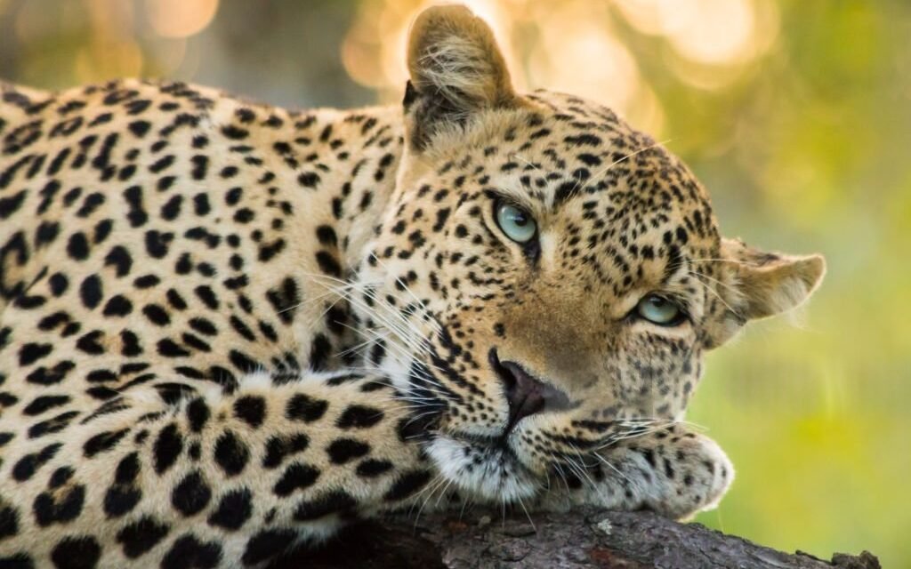 How to Choose the Best Time to Visit Serengeti – Complete Guide 2026-2027