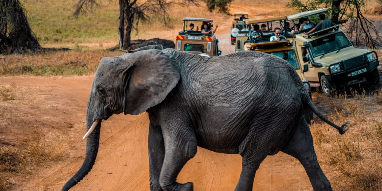 How to Choose the Best Wildlife Safari in Tanzania – Complete Guide 2026-2027