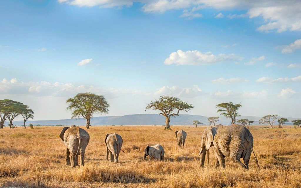 How Much Does a Tanzania Safari Cost – Complete Guide 2026-2027