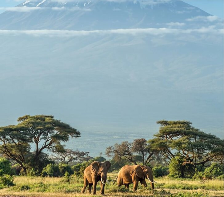 How to Avoid Tsetse Flies on Safari in Tanzania – Complete Guide 2026-2027