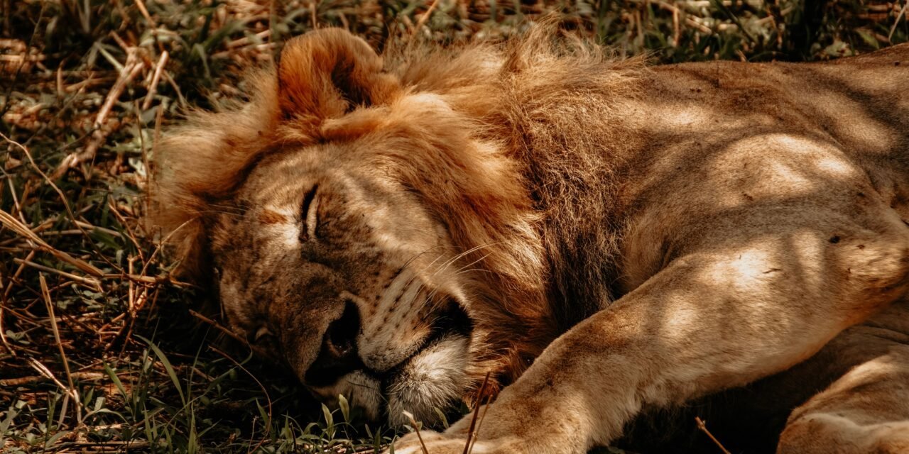 How to Plan Safari During Rainy Season in Tanzania – Complete Guide 2026-2027