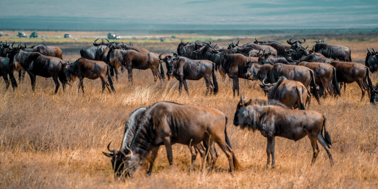 How to Plan a Photography Safari in Tanzania – Complete Guide 2026-2027
