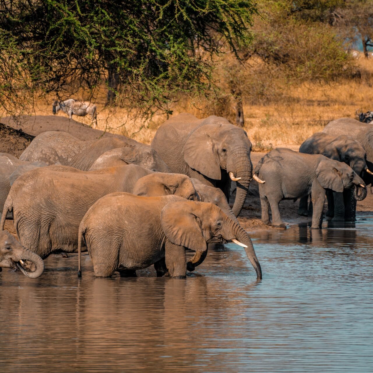 2 Days Budget Group Joining Shared Safari Tour, Best of 2026-2027