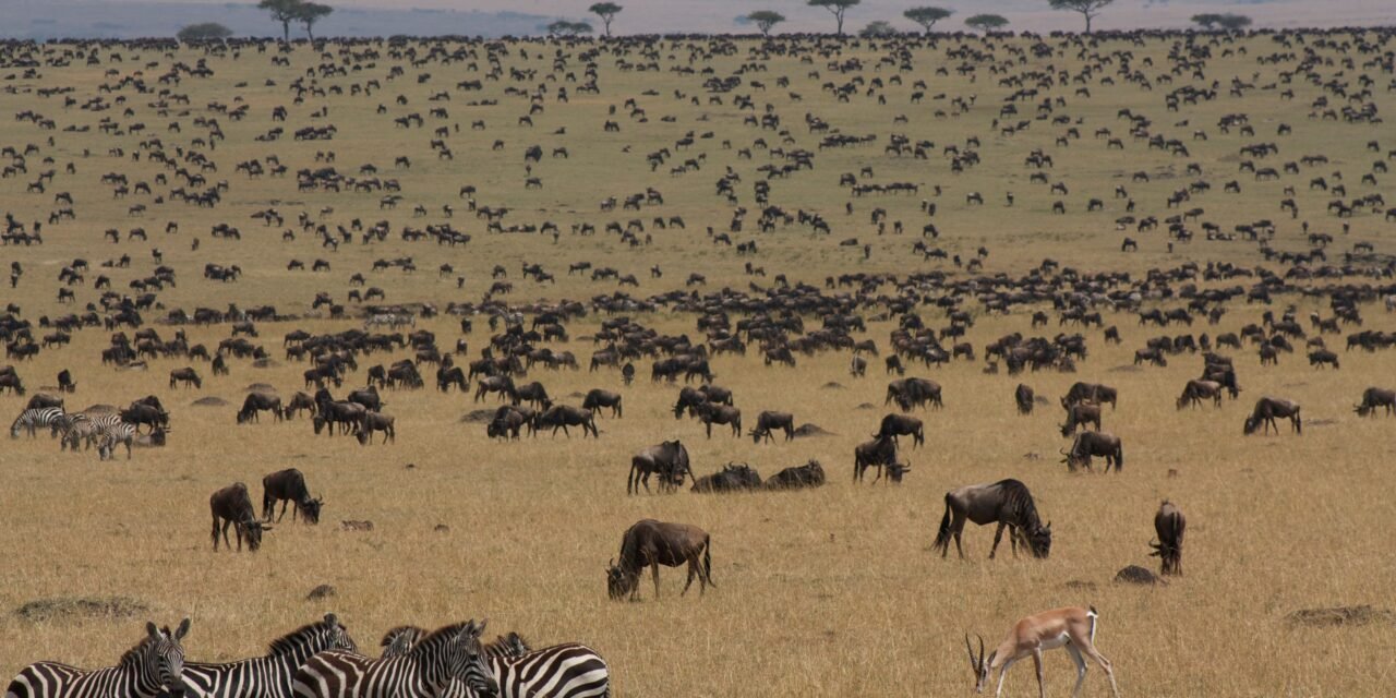 How to See Lions in Serengeti National Park – Complete Guide 2026-2027