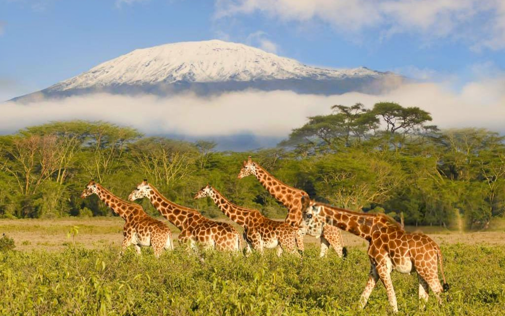 How to Spend One Day in Arusha Before Safari – Complete Guide 2026-2027