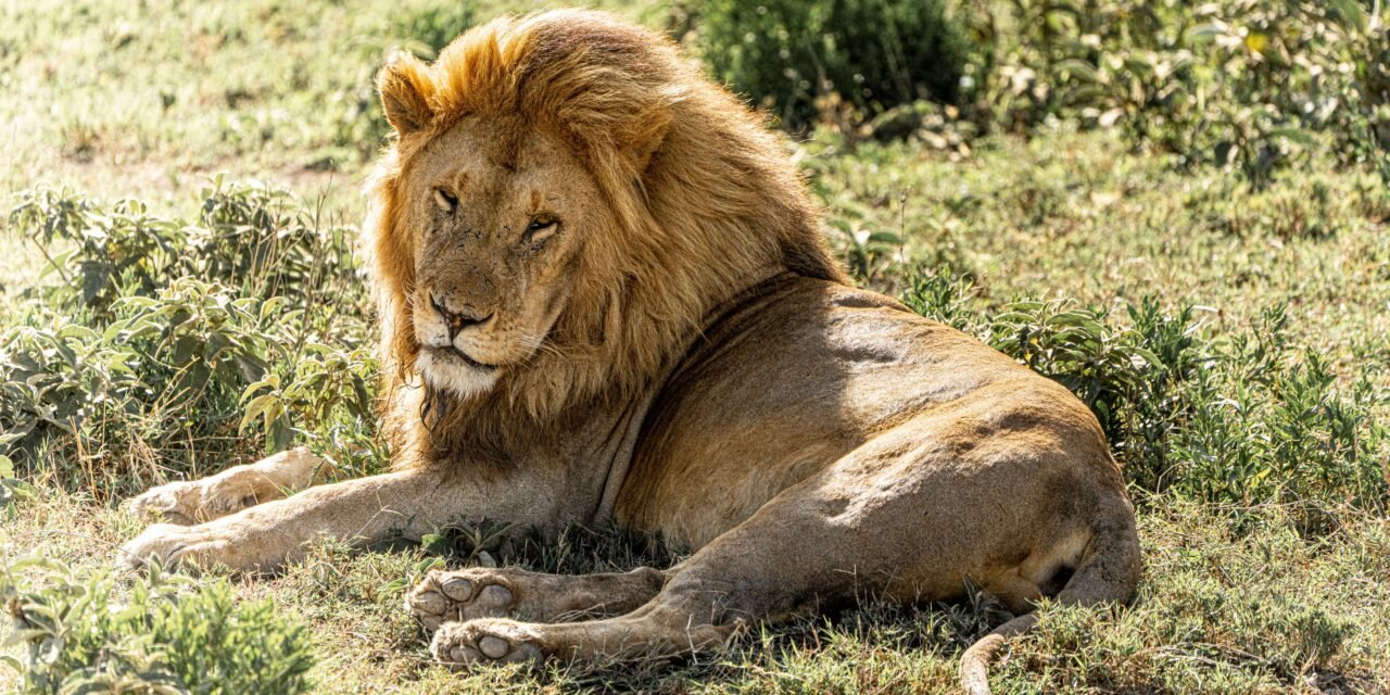 How to Visit Serengeti National Park from Arusha 2026-2027