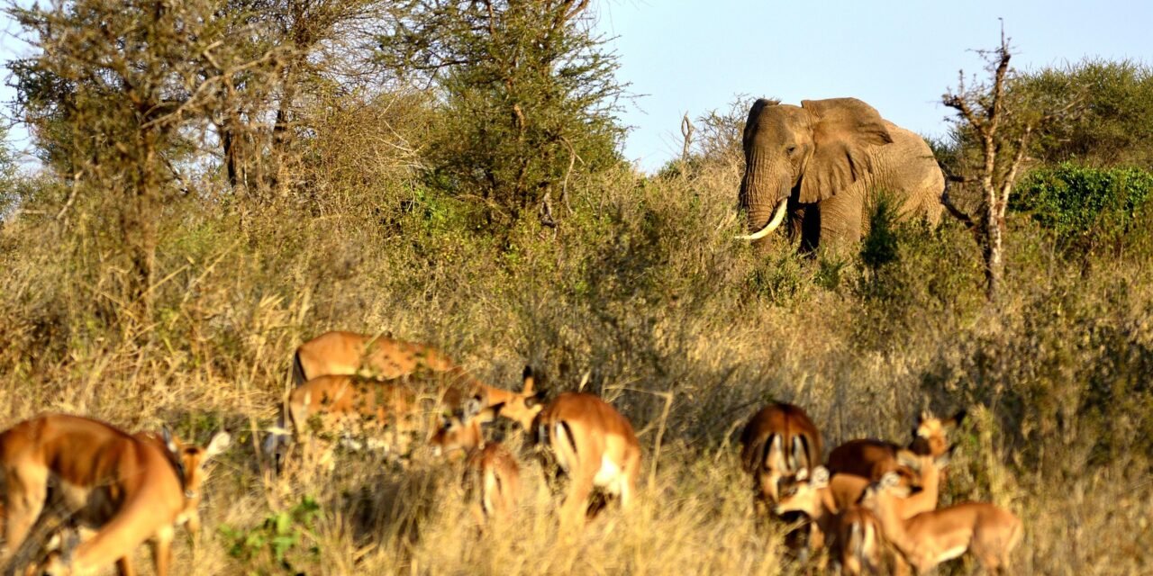 Jinsi ya Kupanga Safari ya Serengeti Kutoka Arusha – Complete Guide 2026-2027