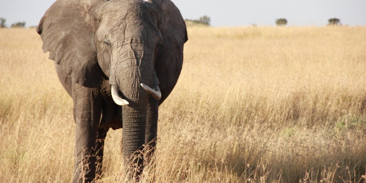 Jinsi ya Kupata Kampuni Bora ya Safari Tanzania – Complete Guide 2026-2027