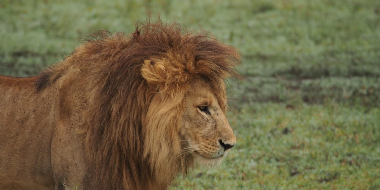 Jinsi ya Kwenda Serengeti Kutoka Arusha – Complete Guide 2026-2027