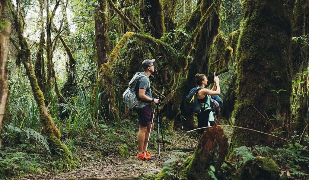 All in One Kilimanjaro 1 Day Hike Packages from Moshi/Arusha 2026-2027