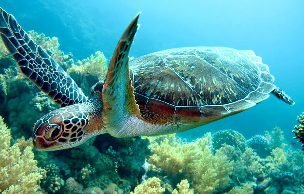 Mnemba Island Snorkeling Tour: Your Ultimate Zanzibar Marine Adventure