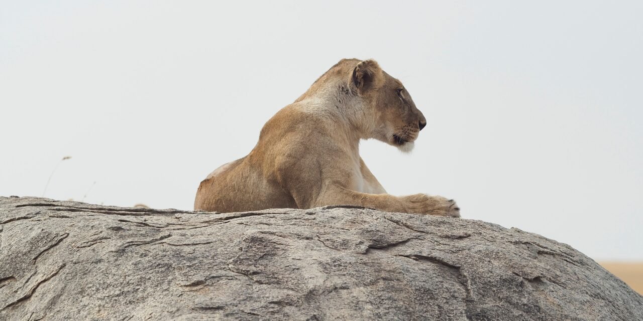 4 Days Group Join and Budget Shared Safari Tour 2026-2027