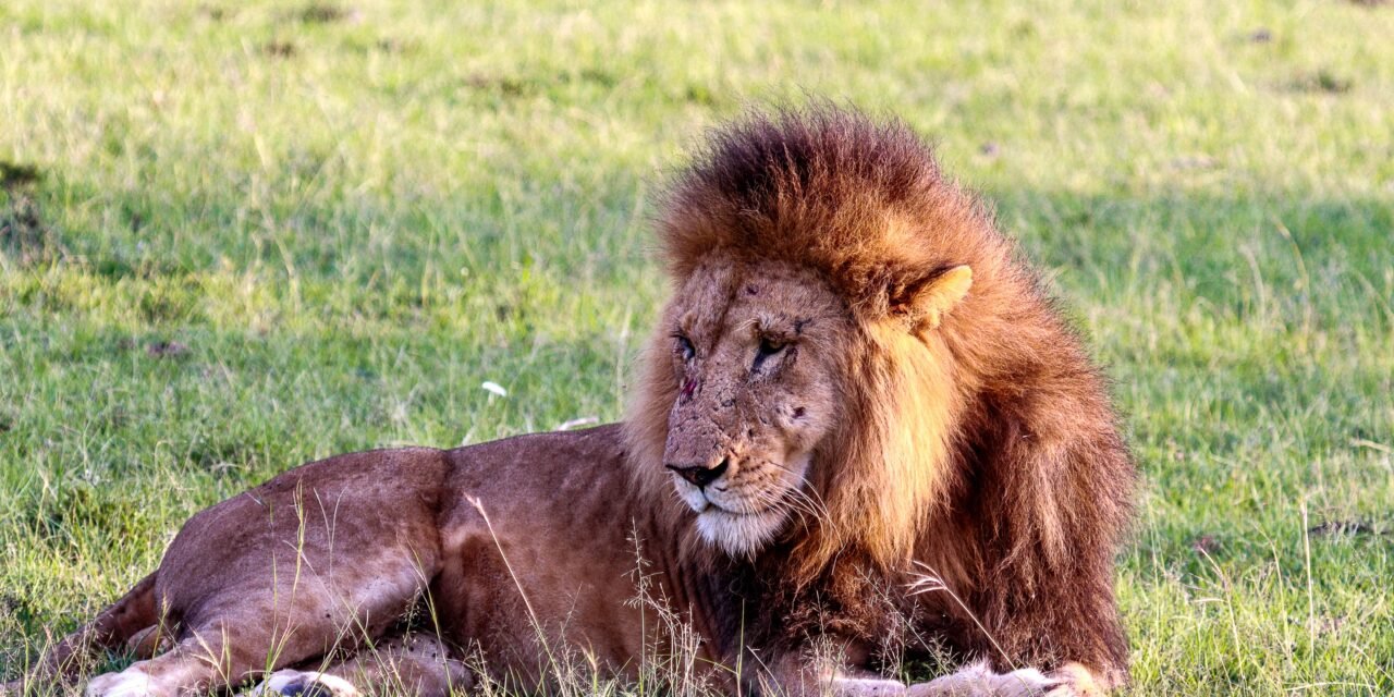 How to Do Ngorongoro Crater on a Budget – Complete Guide 2026-2027