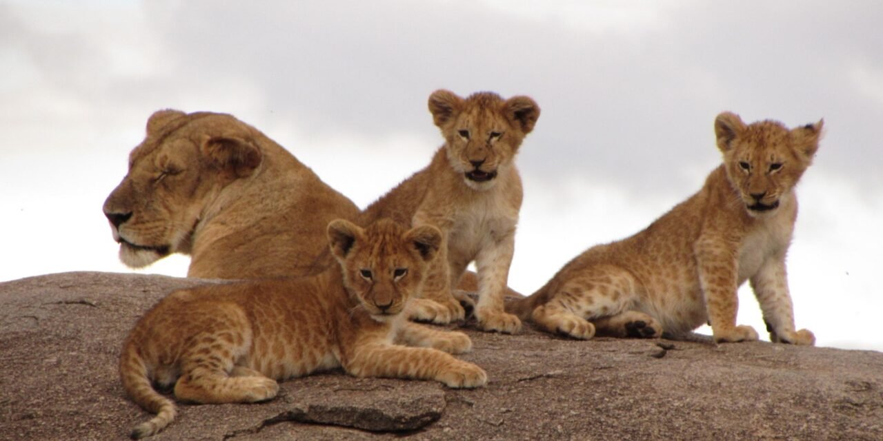 How to Do a 2 Day Ngorongoro Safari from Arusha – Complete Guide 2026-2027