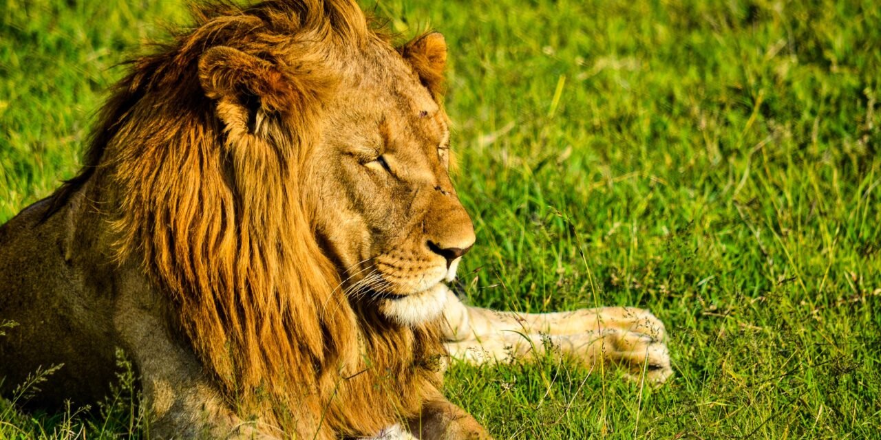 How to Visit Ngorongoro and Serengeti from Arusha – Complete Guide 2026-2027