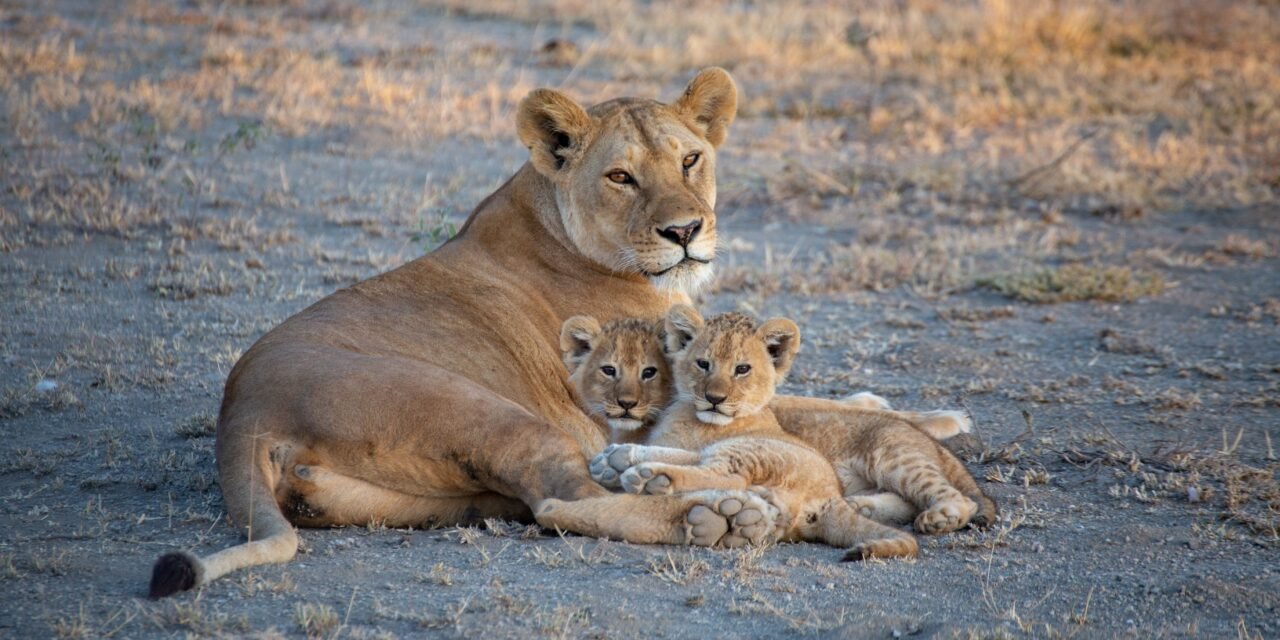 How to Get from Arusha to Ngorongoro Crater – Complete Guide 2026-2027