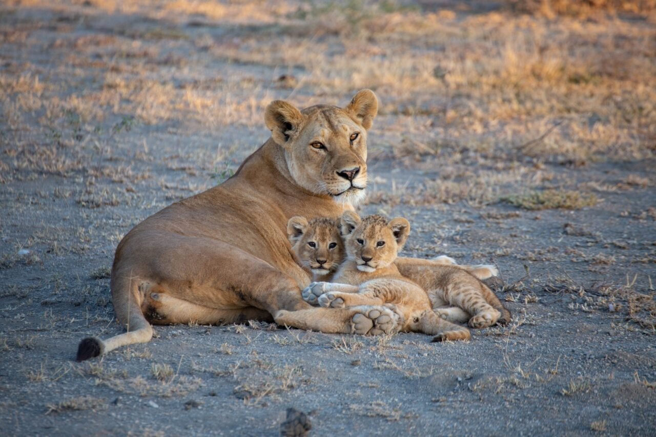 Africa Family Itinerary: Best Guide