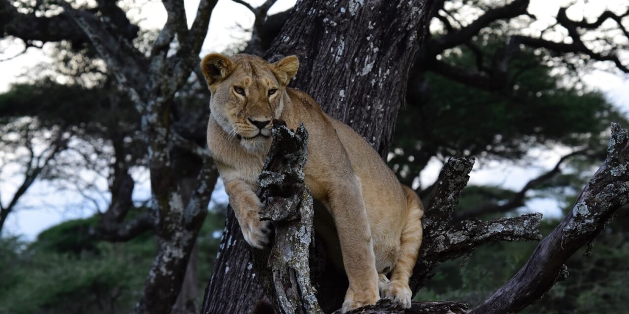How to Book Ngorongoro Crater Safari from Arusha – Complete Guide 2026-2027