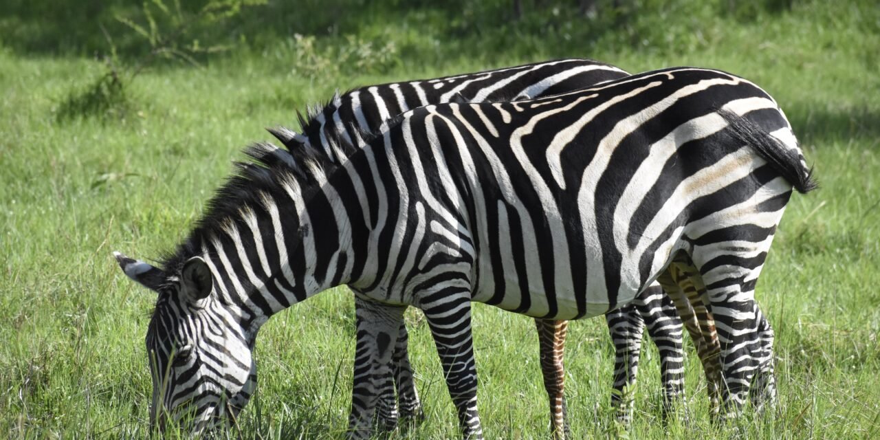 How to Choose the Best Ngorongoro Safari Package – Complete Guide 2026-2027