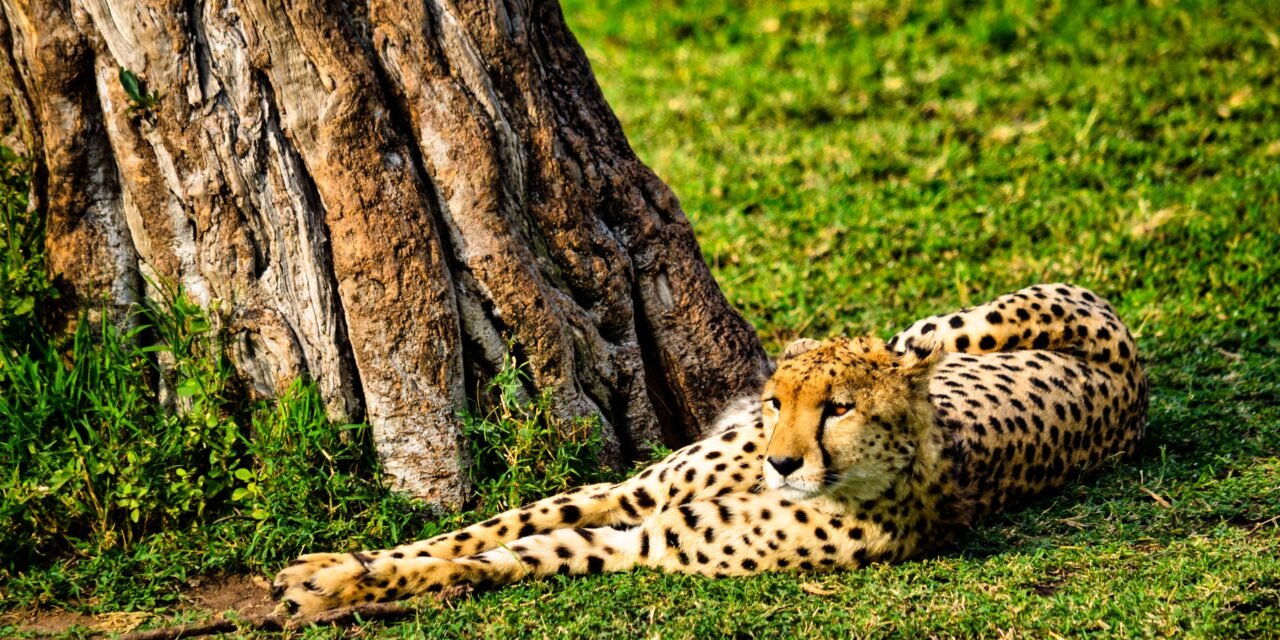 How to Combine Lake Manyara and Ngorongoro from Arusha – Complete Guide 2026-2027