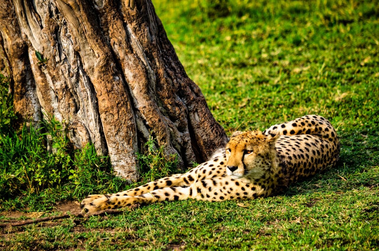 Budget Safari Tanzania: Your Ultimate Guide to Affordable Adventures in 2026 & 2027