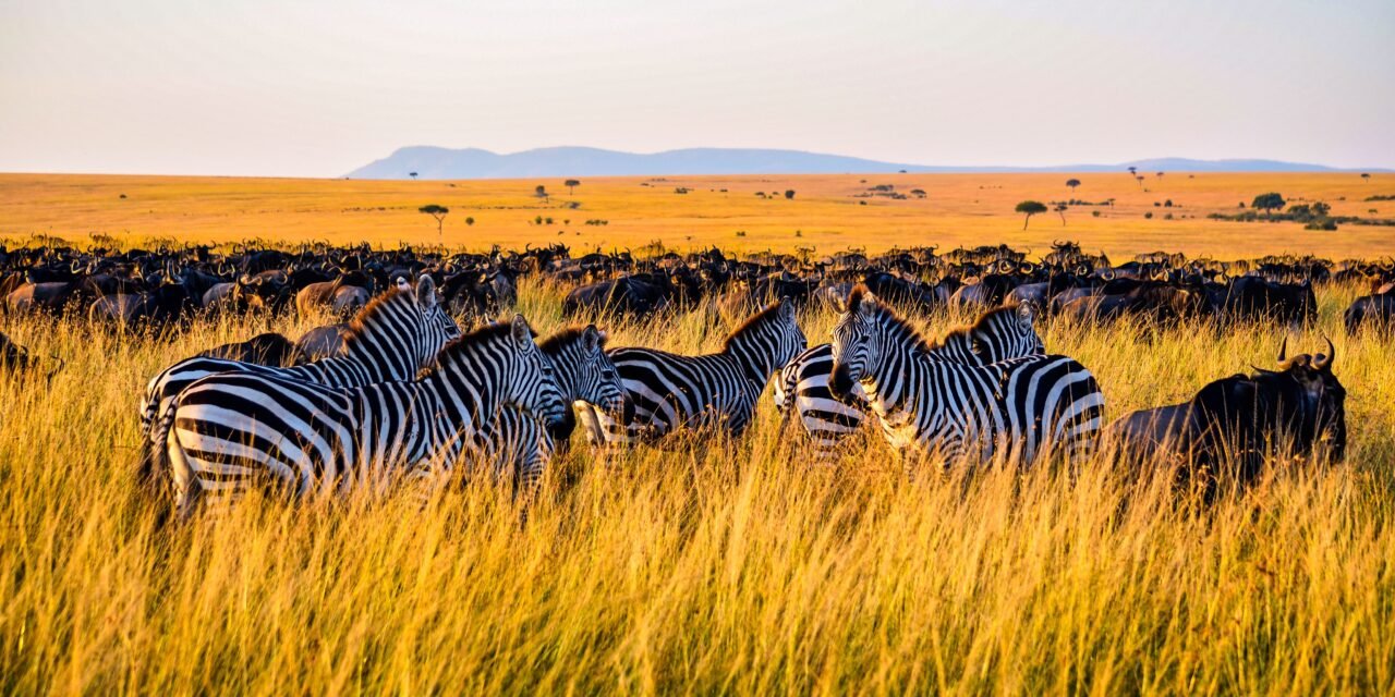 How to See the Big Five in Ngorongoro Crater – Complete Guide 2026-2027